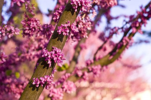 Judasbaum Liebesbaum - 20 Samen