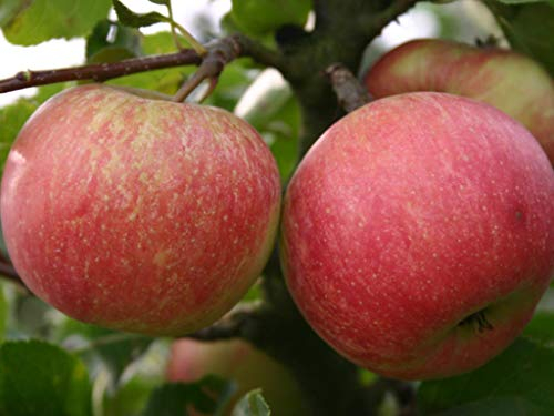 Apfel Safran. Apfelbaum ca.160/180 cm. C5, malus domestica