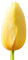 The Bulb Farmers - 80 x Tulpe 'Big Smile' - Gelb - Blumenzwiebeln direkt vom Züchter - Frühjahrsblüher - Zwiebelgröße Z 12- (die optimale Größe für den Garten)