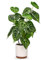 Briful Plantas artificiales de 55 cm de alto en maceta de cerámica, plantas artificiales grandes de 21.7 pulgadas en forma de corazón, plantas artificiales decorativas para decoración del hogar,