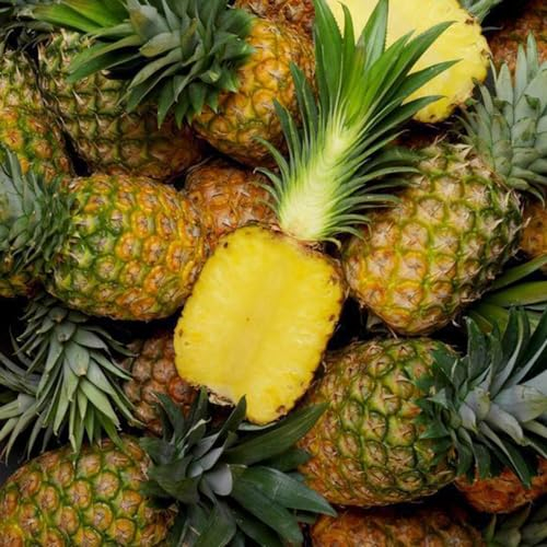50 pcs ananas pflanze winterhart samen, obstbäume kaufen, seed ananas samen - Ananas comosus - obstbäume, indoor gewächshaus zimmerpflanze, indoor plants exotische pflanzen samen,