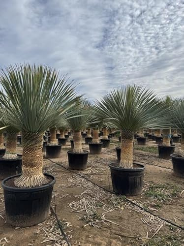 Sunny Tree - Yucca Rostrata - Palme - Stammhöhe 60/70 cm - 170 cm - Winterhart- Palmlilie