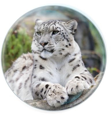 Deluxebase Magnidome Snow Leopard Fridge Magnet – Crystal Glass Dome Animal Magnets for Fridges, Decorative Strong Magnet for Kitchen Accessories, Novelty Gifts and Cute Home Decor.