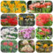 Bulbi di giglio ragno - fiori da giardino giglio ragno pianta in vaso fiori estivi decorazione floreale piante da interno bulbi di bonsai Acquista la pianta del fiore sangue - Serie 12pcs