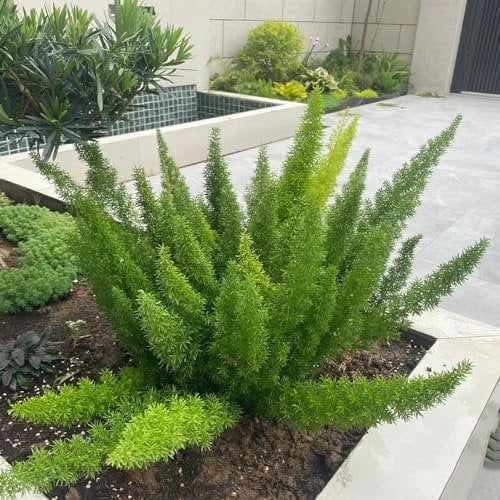 50 Pc Semi Di Piante Di Asparagi Ornamentali, Felce Di Coda Di Volpe, Regali Per Gli Amanti Del Giardinaggio, Bonsai Da Interno (Asparagi Densiflorus) Arbusti A Crescita Rapida Come