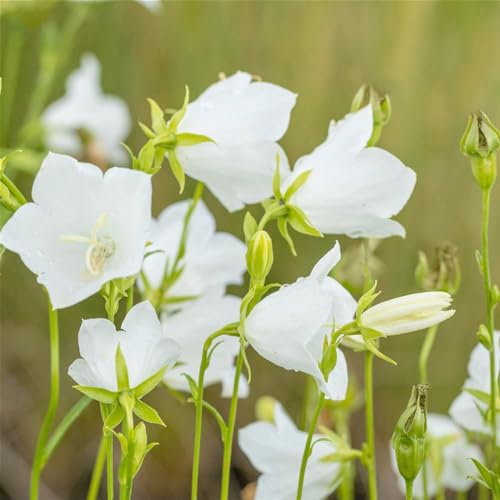 Bio Glockenblume 'Grandiflora Alba' weiß, Topf 11x11 cm, 3 Pflanzen