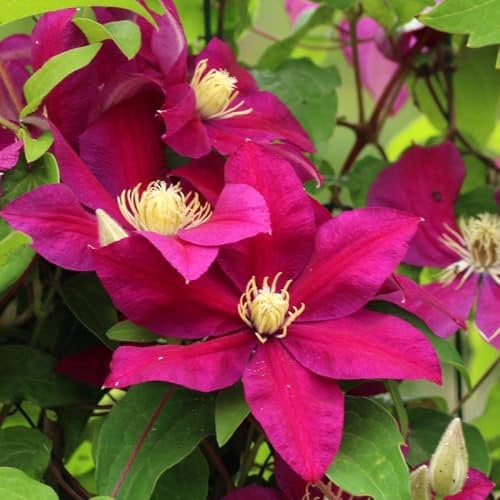 Clematis Sunset 1L - Sie blüht zweimal im Jahr