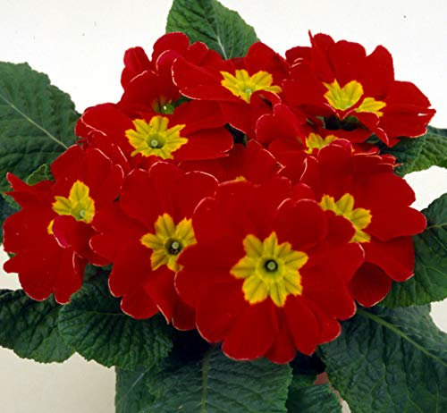 Red Primrose, Primula Acaulis 'Evie Scarlet' X 12 Mini Plug Plants for Potting on