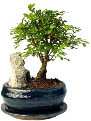 Bonsai mit Keramik Blumentopf und Felsen ca. 25-35cm hoch/Bonsai Geschenk/Anfänger (Chinese Ulme Bonsai, 16 cm Schale ca. 7-8 Jahre)