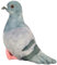 QWEPU Kuscheltier Taube, Plüschtaube, Plüschvogel, Realistische Taube, Plüschtier, Geschenk, Grau, 20 cm