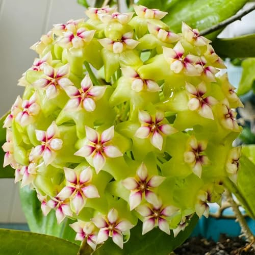 200 pcs Hoya Pflanze Samen, Schnittblumen Samen, Zimmerpflanzen Samen Hoya Carnosa Samen, Blumenwiese Samen Mehrjährig, Hochbeete Für Garten Balkonblumen, Pflanzen Winterhart Draußen