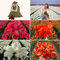 Tulpenzwiebeln 100 Stück - Super Tulip Mix - Nachhaltiger Vorteilsbeutel, 100 Blumenzwiebeln für 2,5 m² Blumenpracht - Tulpenzwiebeln - Flowerbulbs Amsterdam - Größe 12+