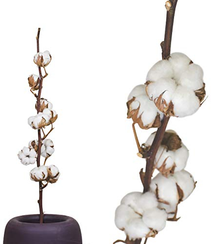 Echte Baumwolle - 1 Zweig 55 bis 65cm - 5 bis 7 Blüten pro Baumwollzweig - echte Pflanze Trockenblumen getrocknet getrocknete Blumen Deko Blumen mit Stil Deko DIY basteln Floristik für Vase