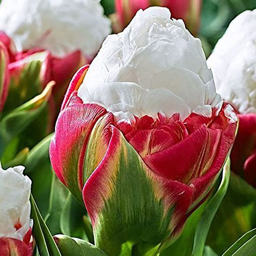 Benoon Semillas De Flores De Helado 100 Unids/Bolsa Semillas De Tulipán Plantas En Macetas Con Flores Perennes Semillas De Flores Raras De Dos Colores Para Jardín Semillas de tulipán