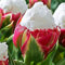 Benoon Semillas De Flores De Helado 100 Unids/Bolsa Semillas De Tulipán Plantas En Macetas Con Flores Perennes Semillas De Flores Raras De Dos Colores Para Jardín Semillas de tulipán
