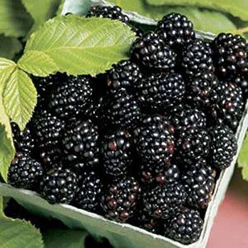 100 pezzi lampone nero frutta semi di piante perenni giardino cortile decorazione fiore albero da frutto semi di ortaggi 100pcs