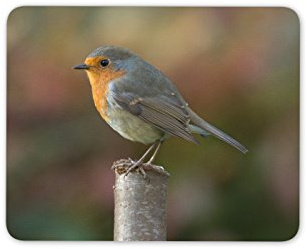 Destination Vinyl Ltd Pretty Robin Mouse Mat Pad - Garden Bird Birds Gardening Computer #13116