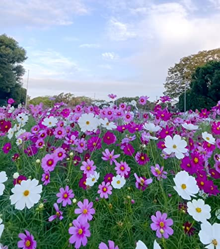 Cosmos Sensation Mixed Pink, red, White - Annual Garden Flower 150 Seeds Gift
