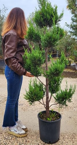 POWERS TO FLOWERS - CUPRESSOCYPARIS AUREA PON PON, CONIFERA, CIPRESSO, vaso 22cm diametro, piante vere