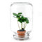 urbanjngl.com - Easyplant • Coffea Arabica • Flaschengarten Paket - Coffea Arabica - Do-It-Yourself Paket - DIY-Set - Pflanze im Glas - Komplettset Terrarium - Pflanzenterrarium