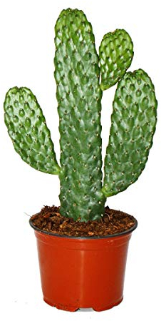Road Kill Cactus - Consolea rubescens - Flat Ear Cactus - 12cm Pot
