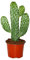 Exotenherz - Road-Kill-Kaktus - Consolea rubescens - Flacher Ohrenkaktus - 12cm Topf