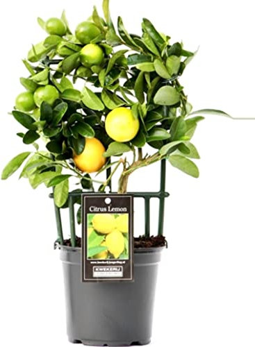 Citrus Lemon Tree on Frame - Live Potted Plant in 12 cm Pot Approx. 30cm Tall
