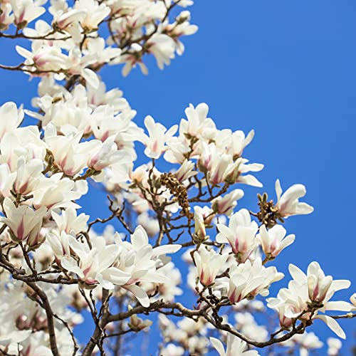 Magnolien Samen Magnolienbaum Im Topf Winterhart Stauden MehrjäHrig Balkonpflanzen Bonsai Baum Gartendeko FüR DraußEn Magnol Saatgut Winterharte KüBelpflanzen Blumensamen 50 Pflanzensamen
