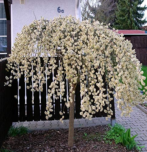 Salix caprea Pendula Kilmarnock hängende Kätzchenweide Weide Stamm Stämmchen viele Größen (Stammhöhe 60 cm)