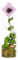 Urnenpflanze - Dischidia - Zimmerpflanze - Ø11cm - 38cm