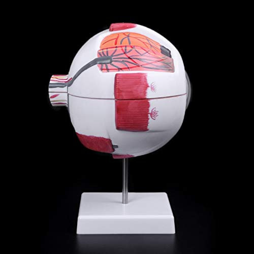 MNUPL Modelo de Globo Ocular 3X 6X Instrumento anatómico de Aprendizaje y educación médica Recursos de enseñanza de Ciencias médicas Modelo de párpado y Ojo(6X)