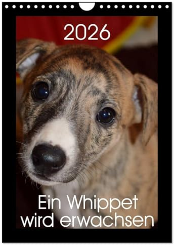 Ein Whippet wird erwachsen (Wandkalender 2026 DIN A4 hoch), CALVENDO Monatskalender: Eevee Moonlight ist ein kleines Whippet-Mädchen. (CALVENDO Tiere)