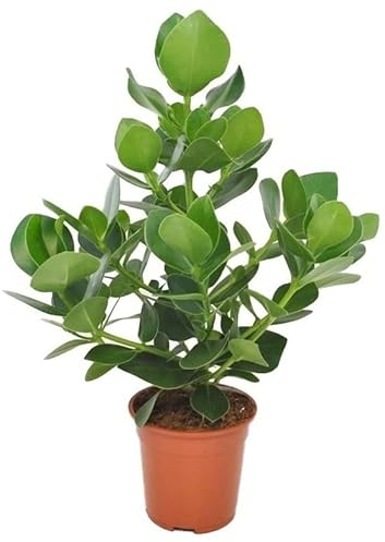 Plant in a Box - Clusia rosea Princess - Pianta d'appartamento - Vaso 17cm - Altezza 50-60cm - Pianta d'appartamento che purifica l'aria