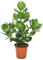 Plant in a Box - Clusia rosea Princess - Luftreinigende Zimmerpflanze - Topf 17cm - Höhe 50-60cm