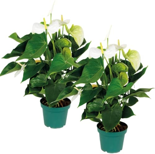 Bloomique - 2er Set - Anthurium Andreanum - Weiß - Flamingoblume - Blühende Zimmerpflanzen - Pflegeleicht - Höhe 40-50 cm - Topf 14 cm