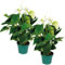 Bloomique - 2er Set - Anthurium Andreanum - Weiß - Flamingoblume - Blühende Zimmerpflanzen - Pflegeleicht - Höhe 40-50 cm - Topf 14 cm