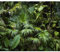 murando - Fototapete Premium-Vlies Monstera 3D Effekt 450x315 cm - Foto Tapete Schlafzimmer Wohnzimmer Moderne Vliestapete XXL Wandtapete Motivtapeten 3d Effekt - tropische Blätter b-B-0312-a-a