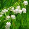Lirio De Los Valles, Bulbos Perennes,Plantas En Macetas, Plantas AromáTicas,Fragancia Encantadora,Flores De Temporada,Faroles, Lirio De Los Valles