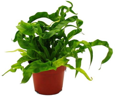 Exotenherz Asplenium antiquum Hurricane besondere Farn-Sorten fürs Zimmer Nestfarn 12cm Topf ca. 25cm hoch