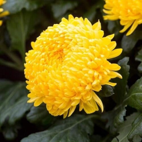 Giant New Fresh Chrysanthemum Flower Seeds 100pcs Yellow