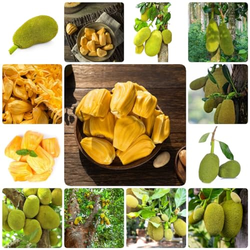 100 pcs jackfruit kaufen samen - bonzai baum pflanztopf winterharte kübelpflanzen jackfrucht,Artocarpus heterophyllus obstbäume deko pflanzen bio saatgut säulenobst dekoration wohnzimmer