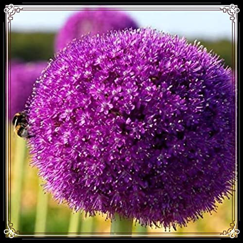 Allium Zwiebeln-Winterhart MehrjäHrig,Allium Zwiebeln Allium Giganteum Zwiebeln Allium Zwiebeln Winterhart Riesen Zierlauch Zwiebeln Winterhart MehrjäHrig,Zuverlässiger Verkäufer-10zwiebeln-a