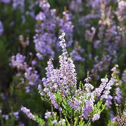 300 Pcs glanzmispel samen, blumensamen gastgeschenk, winterharte kübelpflanzen (Photinia serratifolia) zimmerpflanzen samen, exotische zimmerpflanzen glanzmispel red robin pflanzensamen,