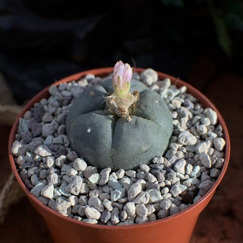 Lophophora williamsii, peyote 3,5cm
