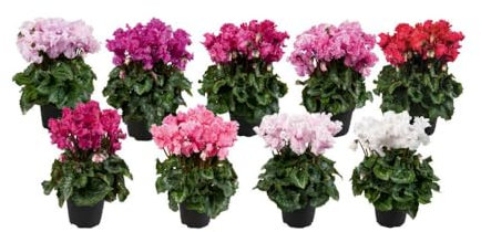 Cyclamen 'Cabrilla F1 Midi Mix'. Plug Plant x 4. Winter Bedding Flowers. Available from Bedwen Plants