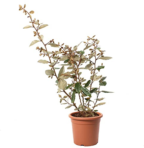 KENTIS - Eleagnus Ebbingei - Echte Heckenpflanze - Winterharte Pflanzen für Garten – Hoch 40-50 cm Topf Ø 18 cm