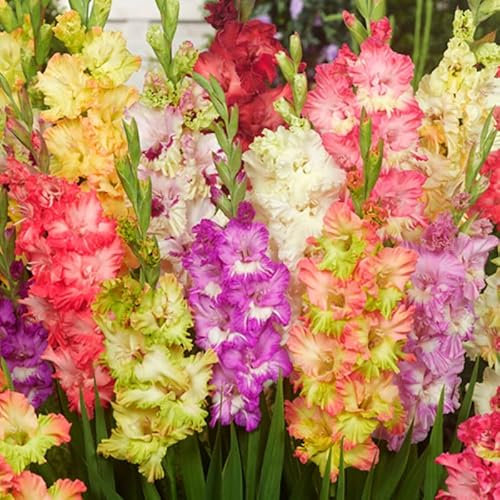Papageien Gladiolen Mischung, Blumenzwiebeln – gut als Schnittblumen – wächst gut in Behältern – mehrjährig – lebender Garten (15 Zwiebeln)