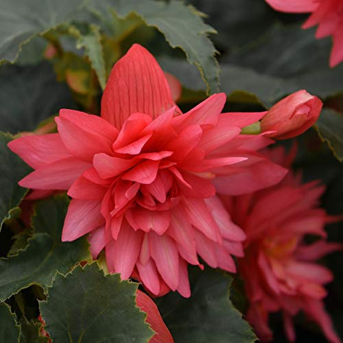 Begonia Funky Pink Collection, Unusual-Shaped Double Blooms, Salmon Pink Colour, 48 x Plug Plants by Thompson and Morgan (48)