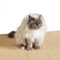 Kratzmatte für Katzen - Fußmatte Sisal Kratzteppich - natürliche Sisalmatte robust - Vorleger aus 100% Sisal - Farbe: Natur 140 x 200 cm