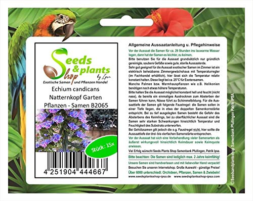 Stk - 15x Echium candicans Natternkopf Garten Pflanzen - Samen B2065 - Seeds & Plants Shop by Ipsa
